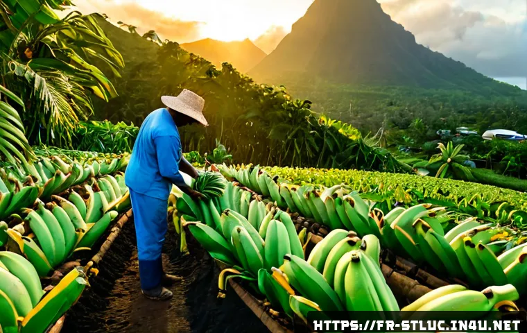 Home 17 세인트루시아 농업과 어업 - Photorealistic Saint Lucia banana farm at sunrise, a local Caribbean farmer in practical work clothe...